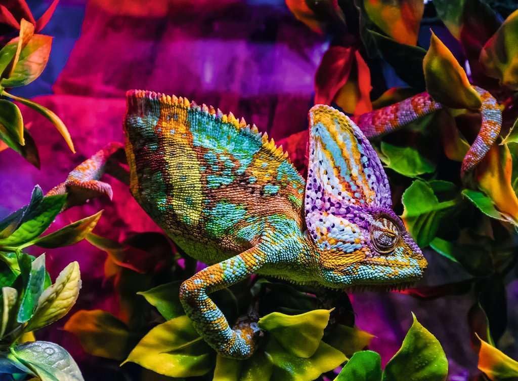 Chameleon 500pc Puzzle