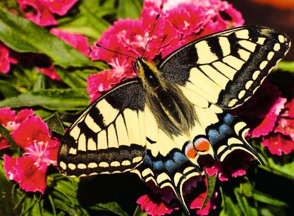Butterfly 500pc Puzzle