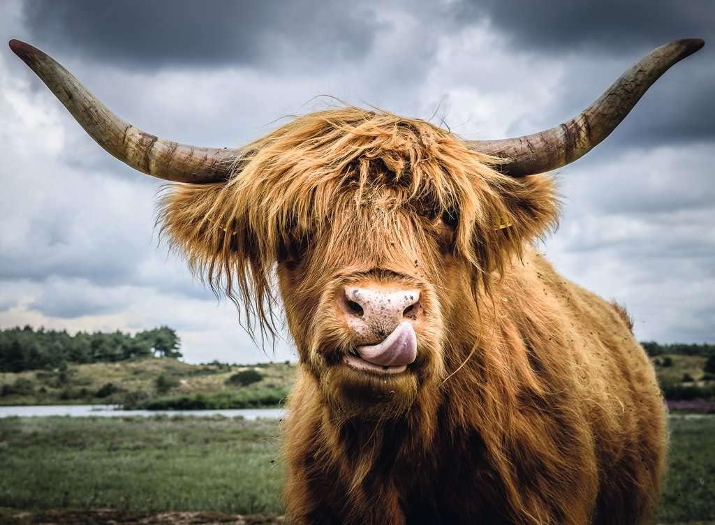Moments: Highland Cattle 300 pc