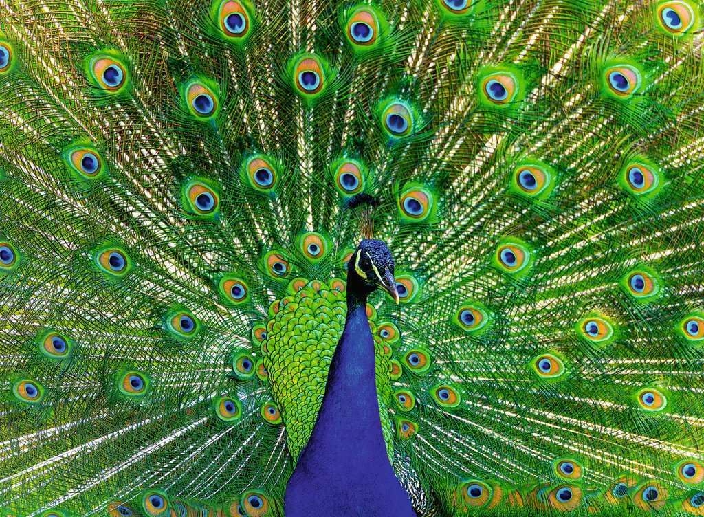 Peacock 500pc Puzzle