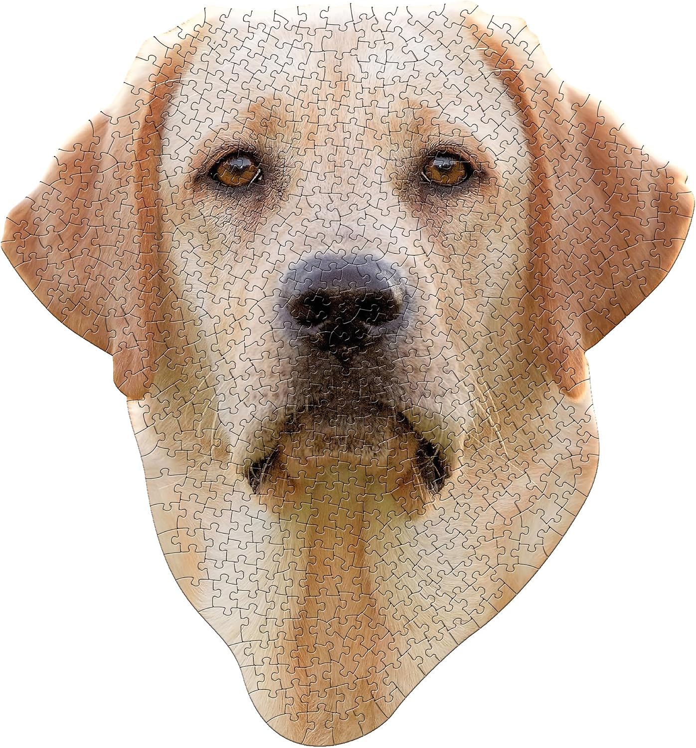 I am Lab 550pc