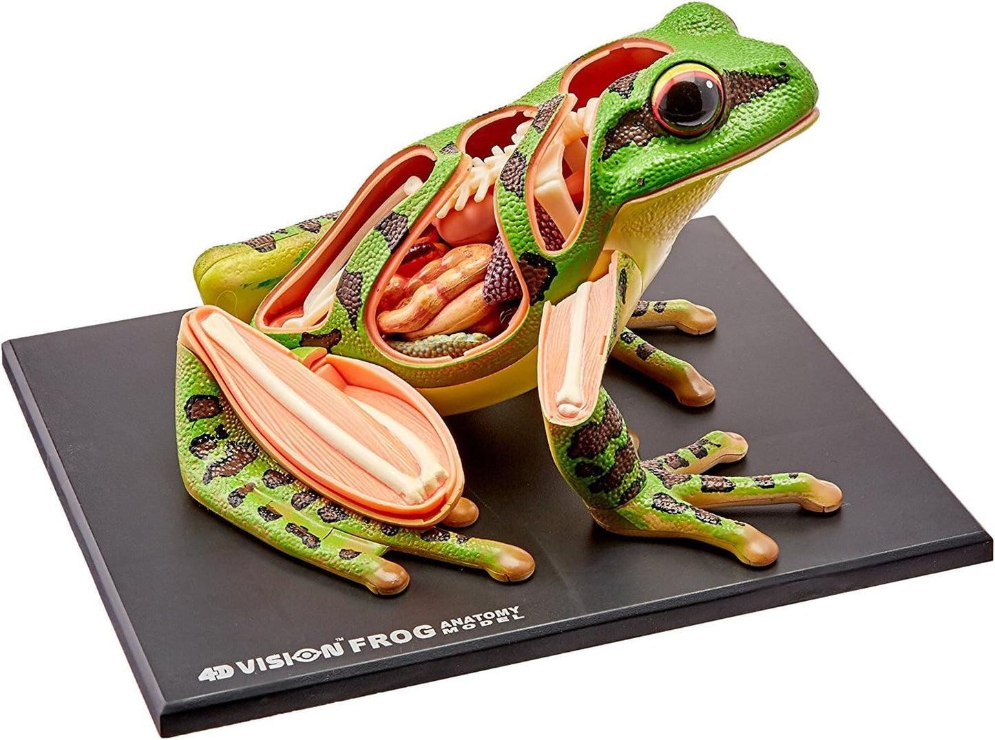 4D Vision Frog Anatomy
