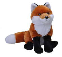 CK Red Fox - 12"