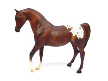 Chestnut Appaloosa (Discontinued)