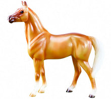 2014 Horse of the Year, Amelia, Appendix Quarter Horse