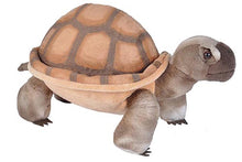 CK Desert Tortoise - 12"