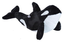 CK Orca - 12"