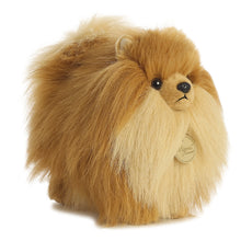 Pomeranian 9"
