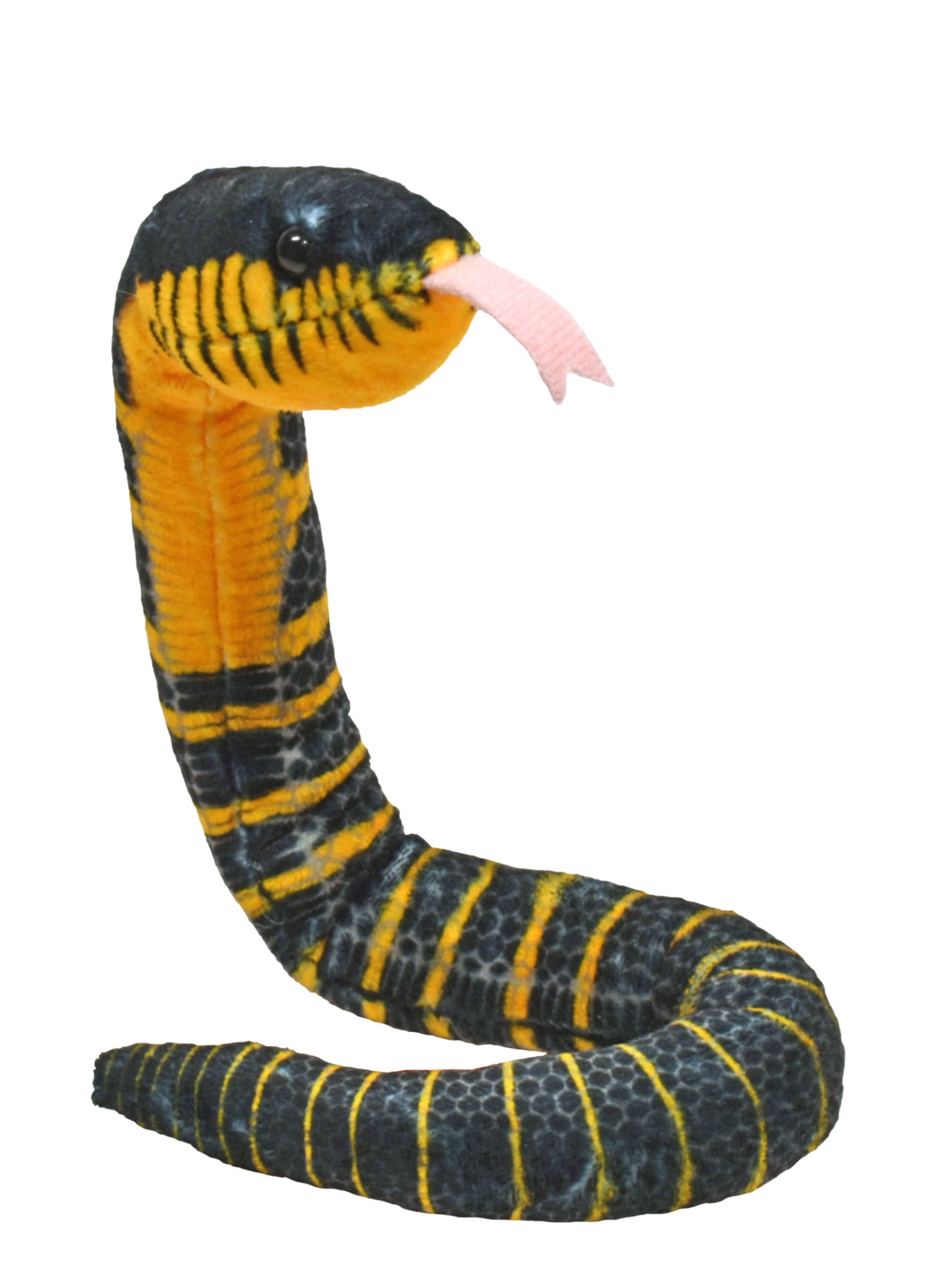 Coilkins Black Fanged Mangrove 12"