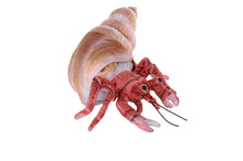 Living Hermit Crab 12"