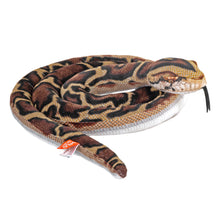 Living Burmese Python Snake 60"