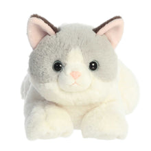 Nico Ragdoll 12"
