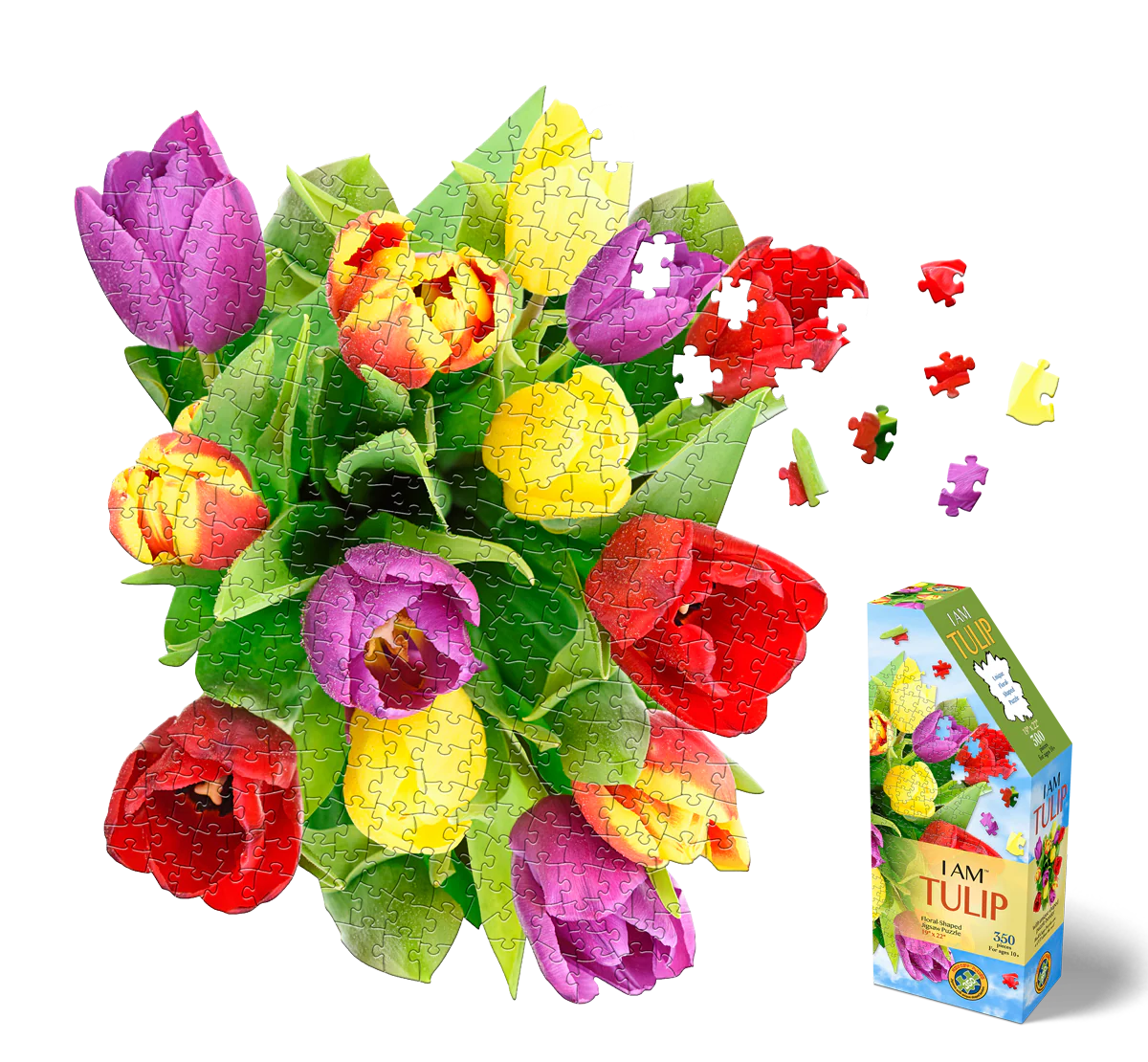 I am Tulip 350pc