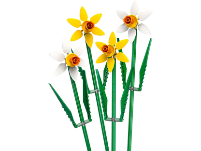 Daffodils Botanicals (40747)