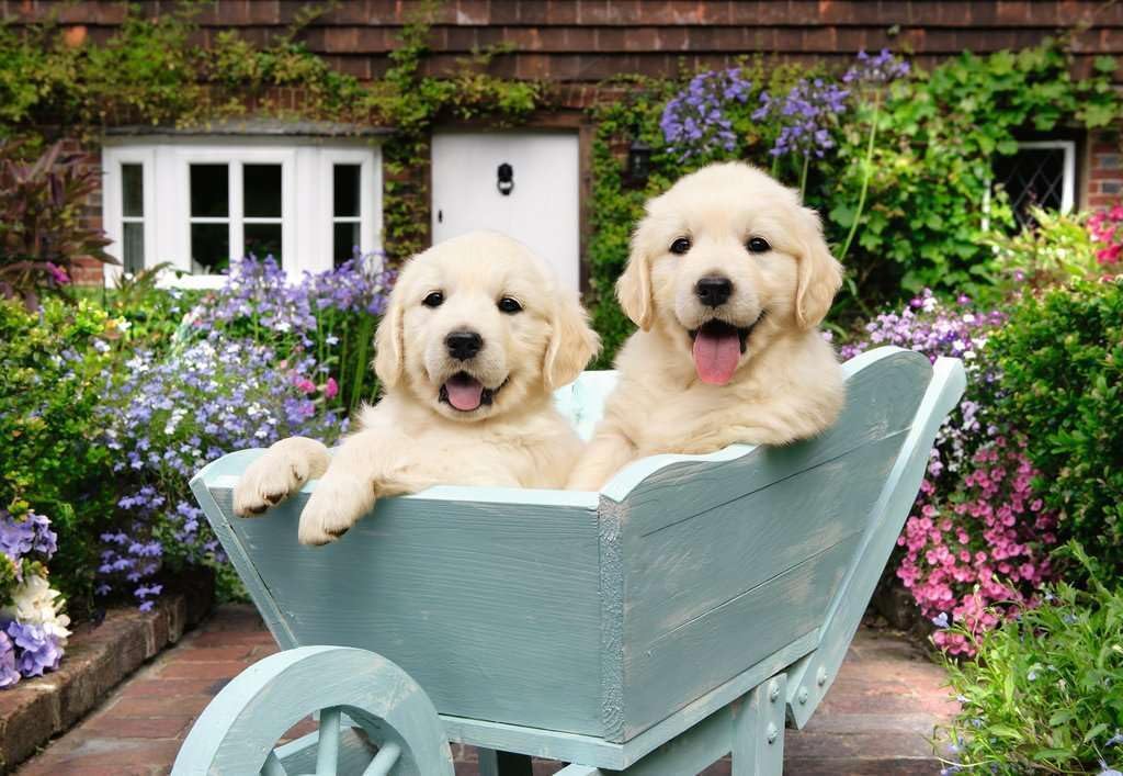 Golden Retriever 200pc Puzzle