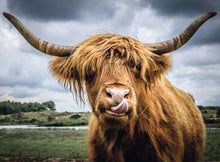 Moments: Highland Cattle 300 pc