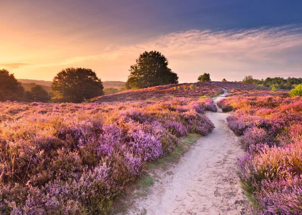 Pink Pathway 1000pc Puzzle