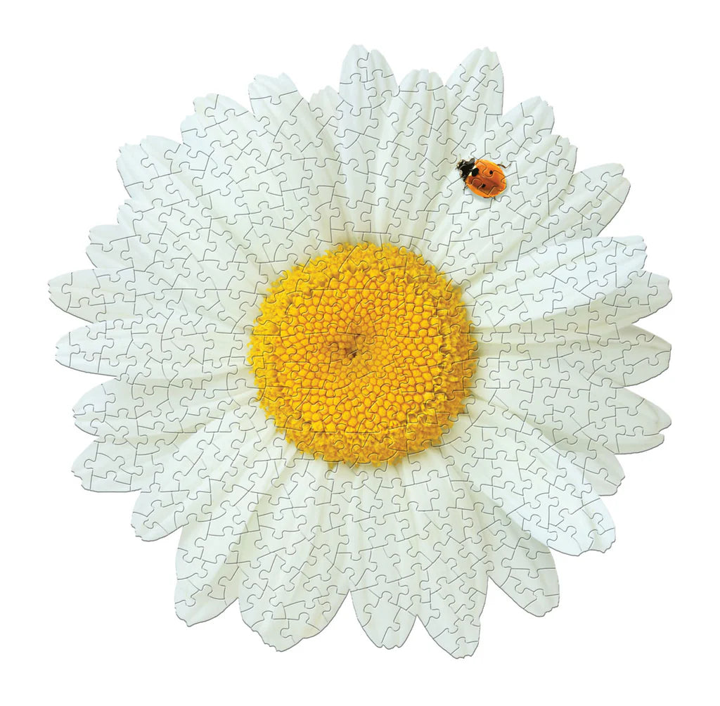 I am Daisy 350pc