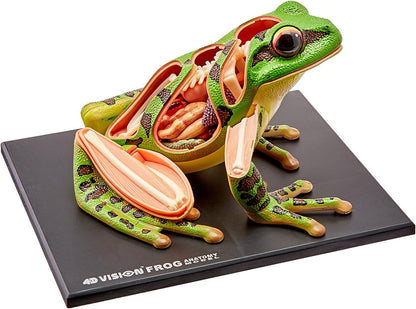 4D Vision Frog Anatomy