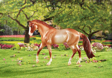 2015 Horse of the Year - Liam Strawberry Roan Quarter Horse