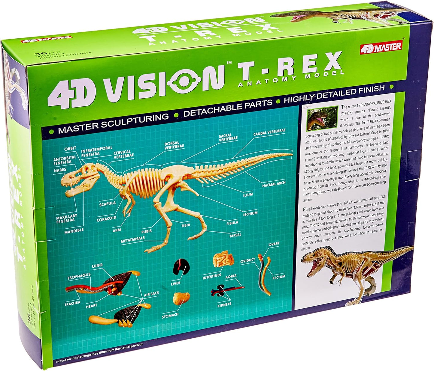 4D T-rex Vision Model