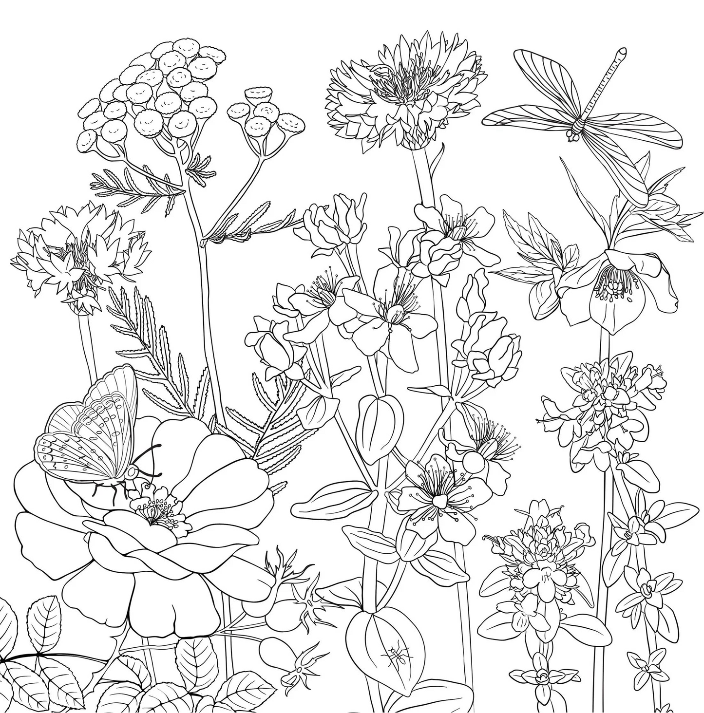Adult Coloring Book Wildflowers