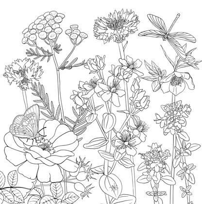Adult Coloring Book Wildflowers