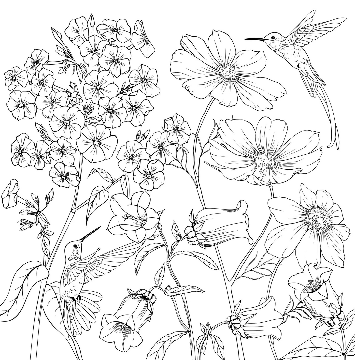 Adult Coloring Book Wildflowers