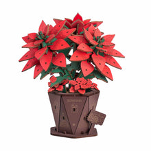 Poinsettia