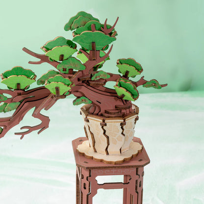 Evergreen Pine Bonsai