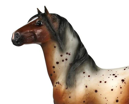 Bay Appaloosa Mustang