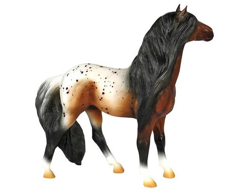 Bay Appaloosa Mustang