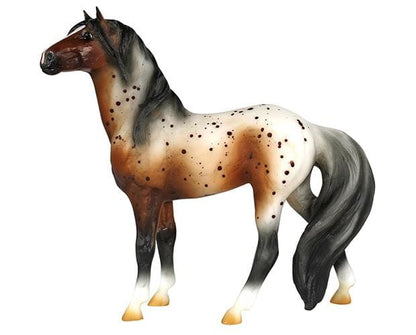 Bay Appaloosa Mustang