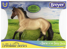 Bay Roan Australian Stock Horse