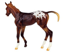 Espresso - Springtime Filly