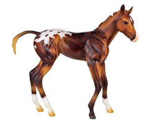 Espresso - Springtime Filly