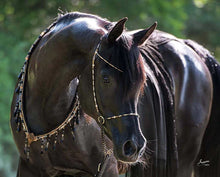 Rhapsody in Black - Arabian